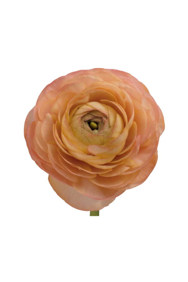 RANUNCULUS, PEACH - Image 2