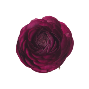 RANUNCULUS, PURPLE