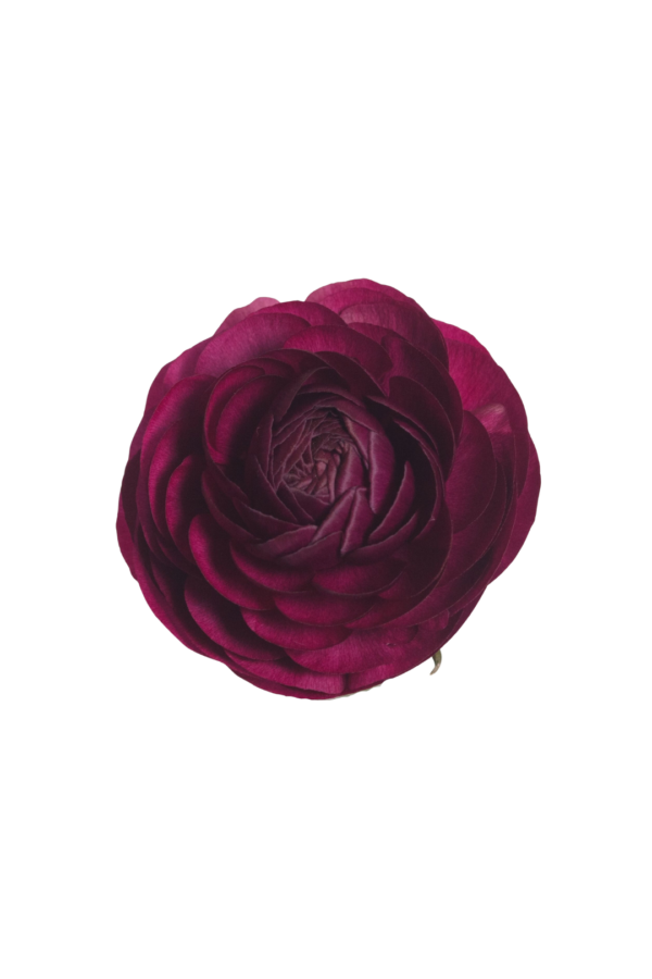 RANUNCULUS, PURPLE