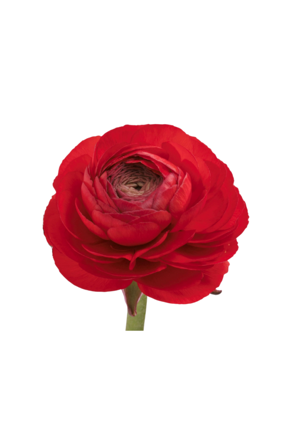 RANUNCULUS, RED