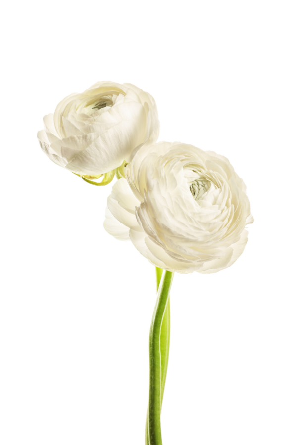 RANUNCULUS, WHITE