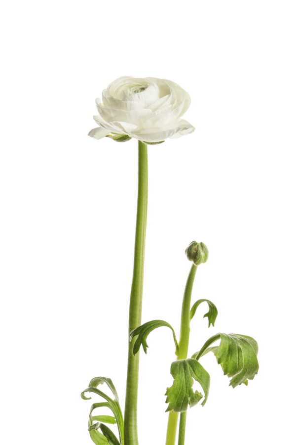 RANUNCULUS, WHITE - Image 2
