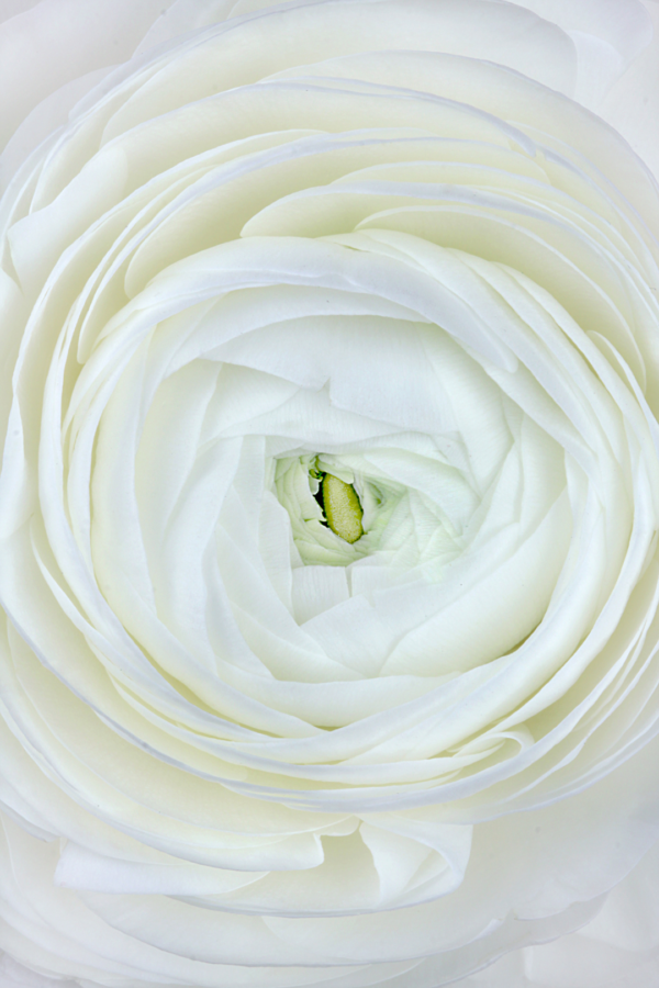 RANUNCULUS, WHITE - Image 3