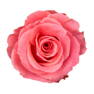 ROSE, 50CM CORAL, AMSTERDAM