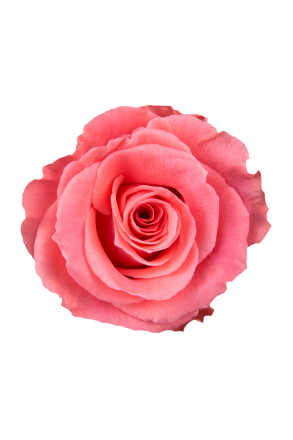 ROSE, 50CM CORAL, AMSTERDAM