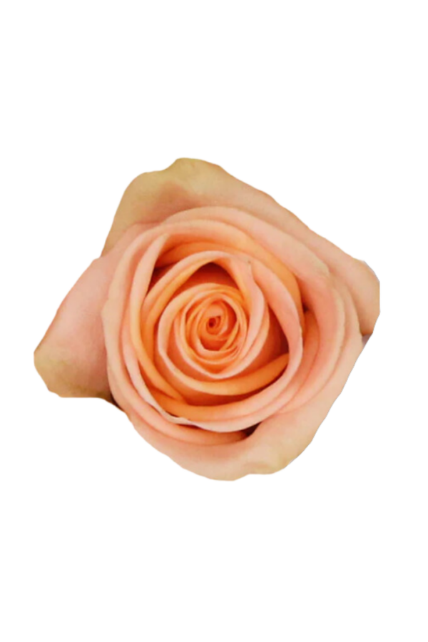 ROSE, 50CM CORAL, KELLY