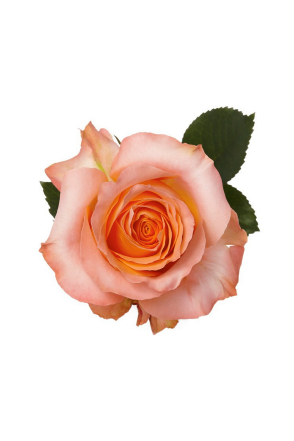 ROSE, 50CM CORAL, CORAL REEF