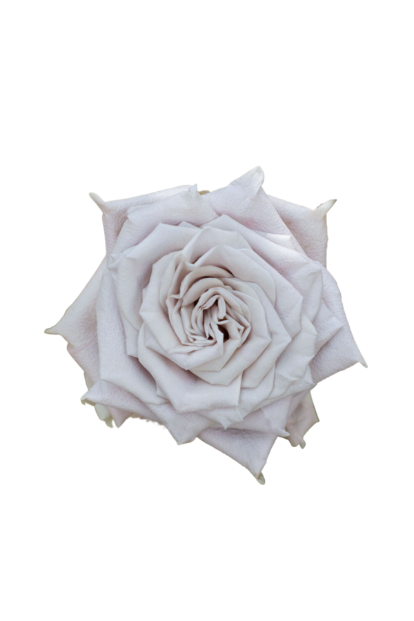 ROSE, 50CM CREAM, MENTA