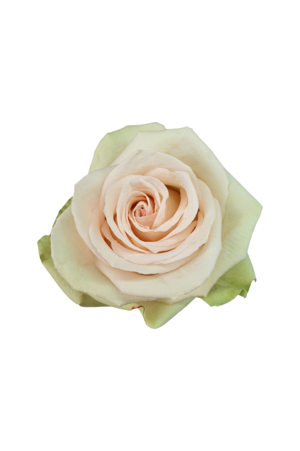 ROSE, 50CM CREAM, PERLA