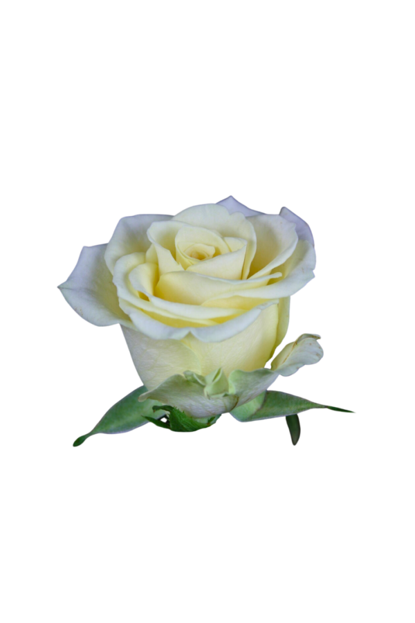 ROSE, 50CM CREAM, PROPHYTA
