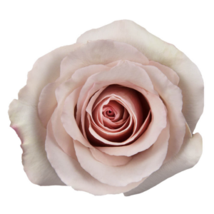 ROSE, 50CM CREAM, QUICKSAND