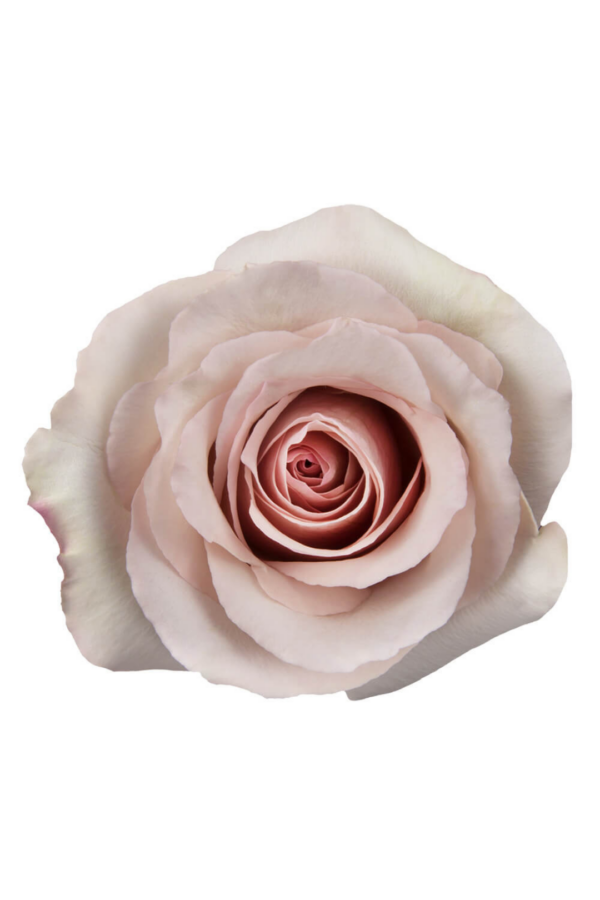 ROSE, 50CM CREAM, QUICKSAND