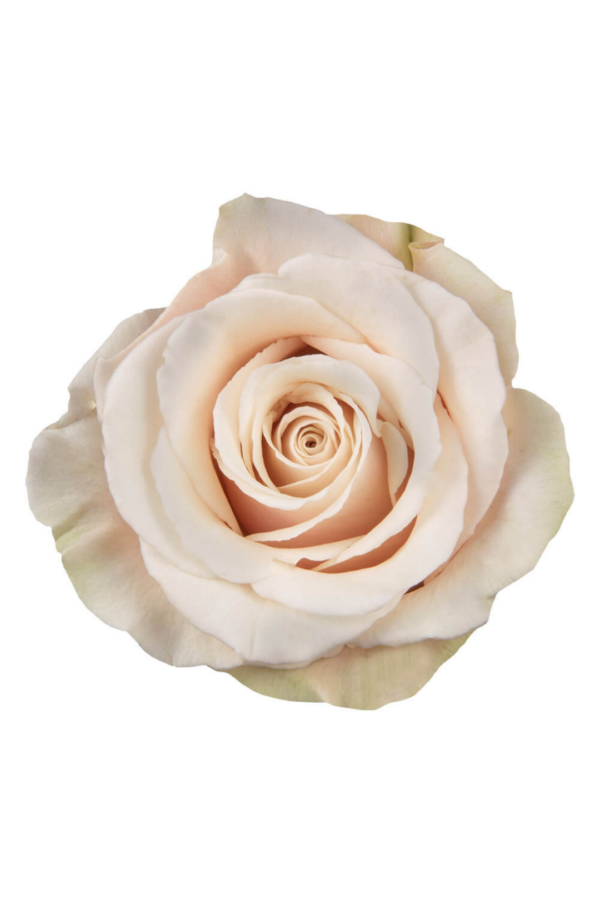 ROSE, 50CM CREAM, SAHARA