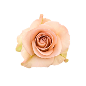 ROSE, 50CM CREAM, SENSEI
