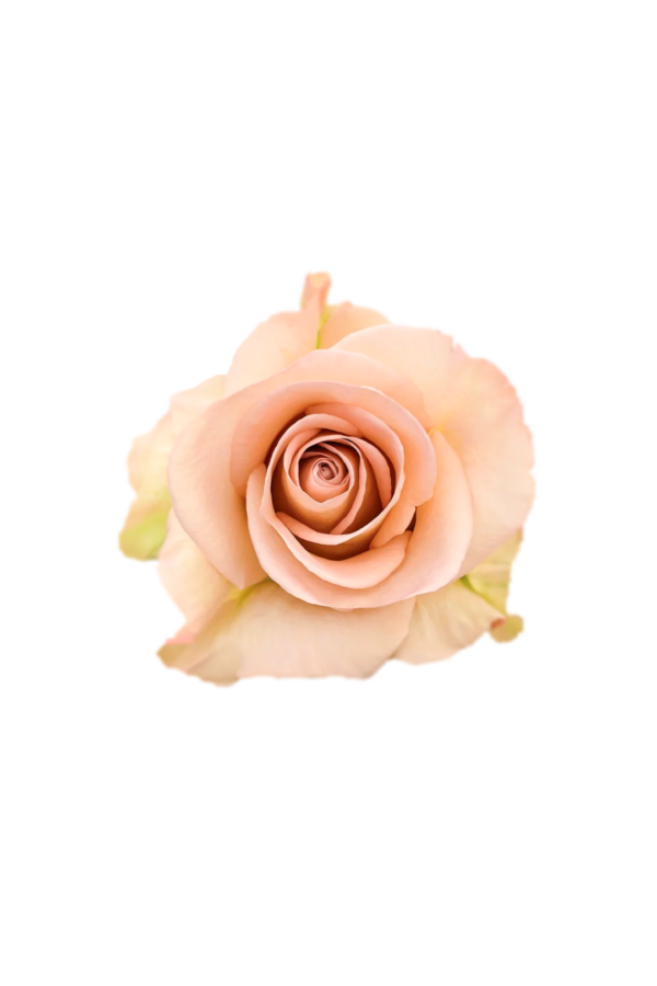 ROSE, 50CM CREAM, SENSEI