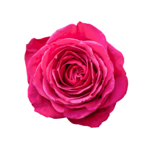 ROSE, 50CM DARK PINK, CHERRY O