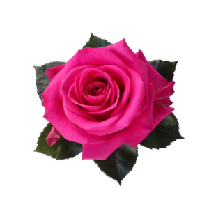 ROSE, 50CM DARK PINK, COTTON CANDY