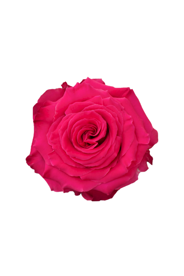 ROSE, 50CM DARK PINK, FULL MONTY