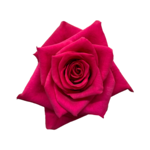 ROSE, 50CM DARK PINK, HOT EXPLORER