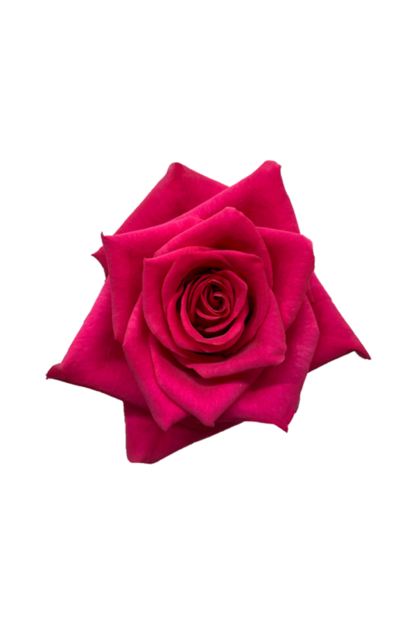 ROSE, 50CM DARK PINK, HOT EXPLORER