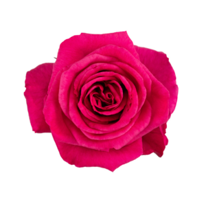 ROSE, 50CM DARK PINK, HOT LADY