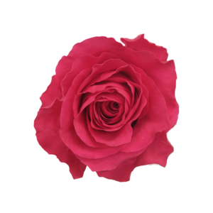 ROSE, 50CM DARK PINK, HOT SPOT
