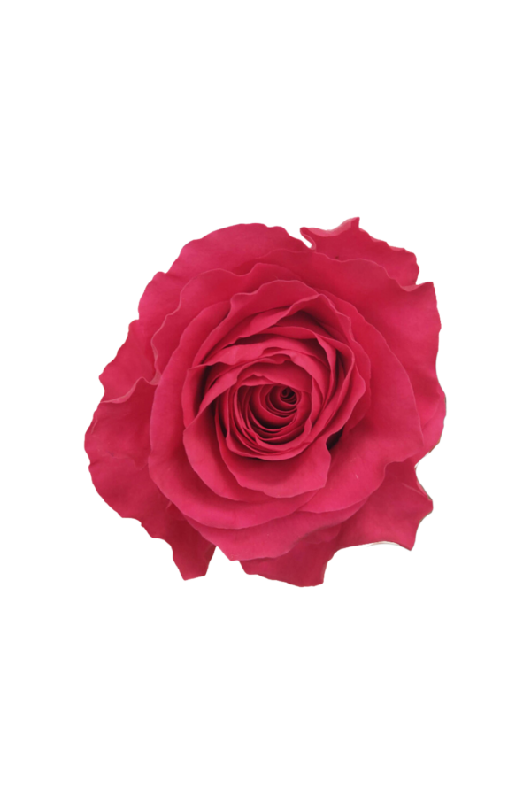 ROSE, 50CM DARK PINK, HOT SPOT