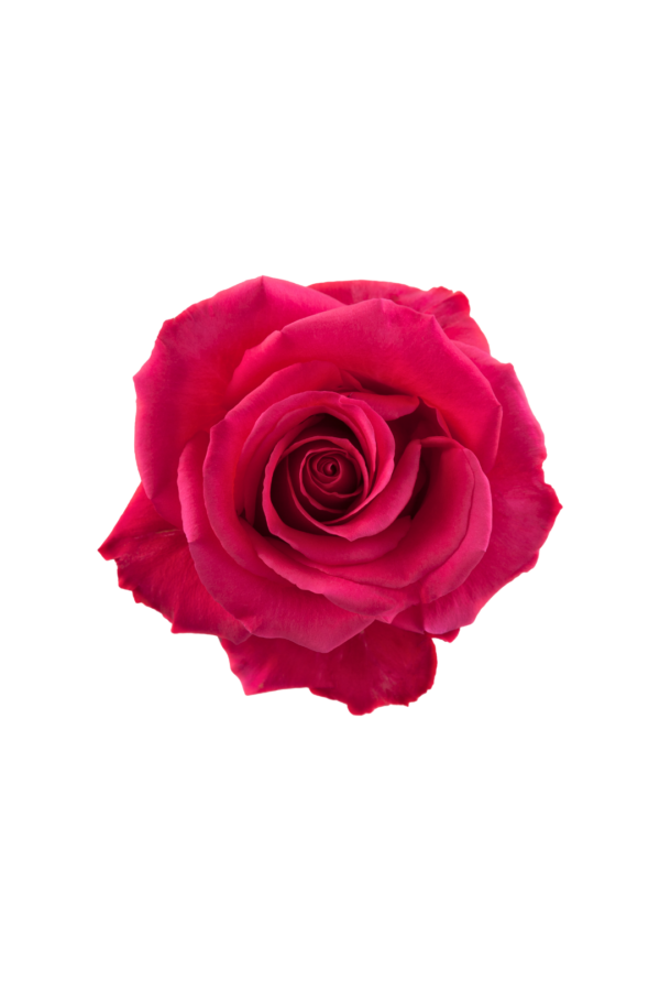 ROSE, 50CM DARK PINK, HOT SHOT