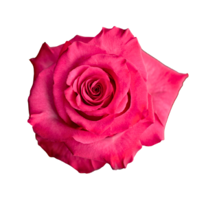ROSE, 50CM DARK PINK, LOLA