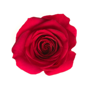 ROSE, 50CM DARK PINK, QUEEN BERRY