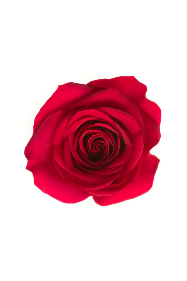 ROSE, 50CM DARK PINK, QUEEN BERRY