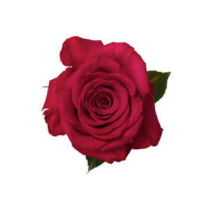 ROSE, 50CM DARK PINK, ROSEBERRY