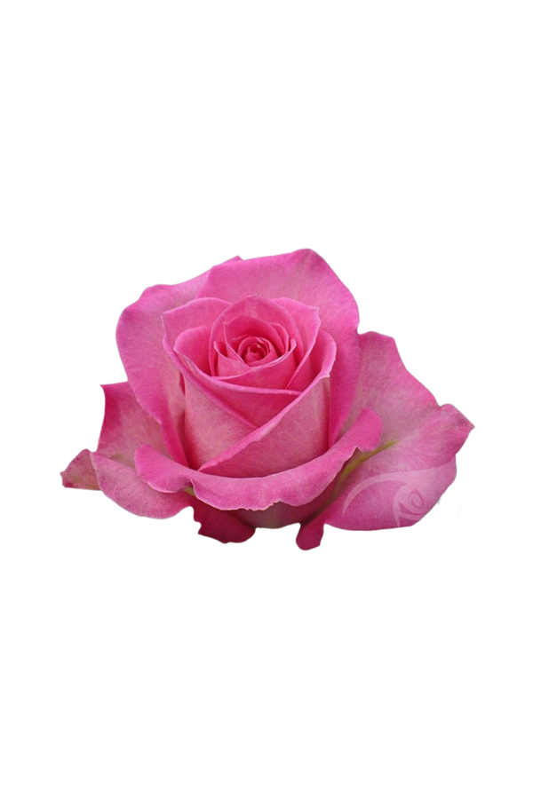 ROSE, 50CM DARK PINK, SWEET UNIQUE