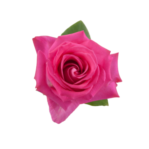 ROSE, 50CM DARK PINK, TOPAZ