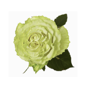 ROSE, 50CM GREEN, LEMONADE