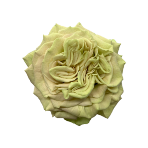 ROSE, 50CM GREEN, MATCHA