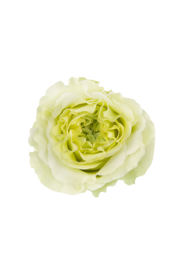 ROSE, 50CM GREEN, SUPER GREEN