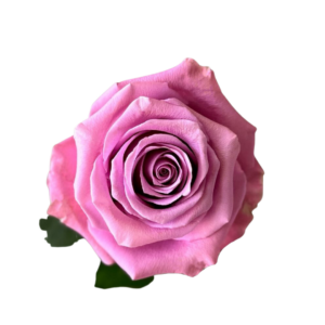 ROSE, 50CM LAVENDER, AMATISTA