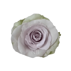 ROSE, 50CM LAVENDER, ANDREA