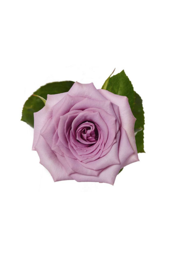 ROSE, 50CM LAVENDER, AVANTE GARDE