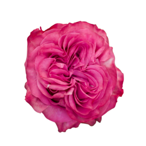 ROSE, 50CM LAVENDER, COUNTRY BLUES