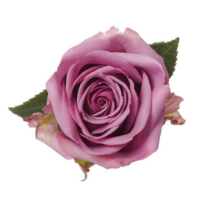 ROSE, 50CM LAVENDER, COOL WATER
