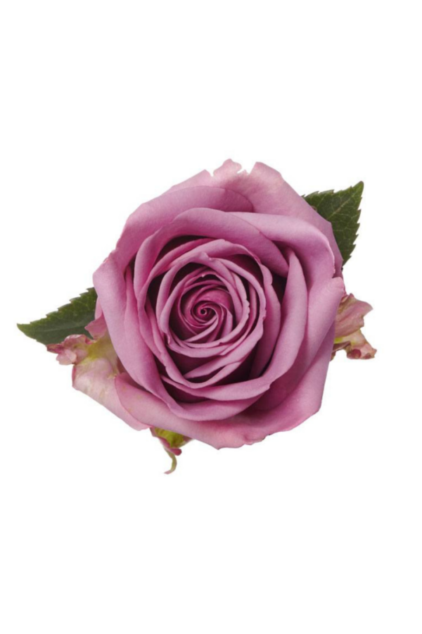 ROSE, 50CM LAVENDER, COOL WATER