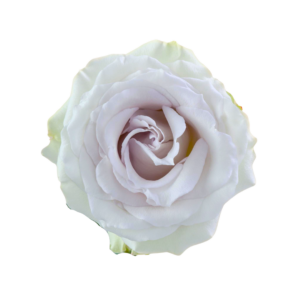 ROSE, 50CM LAVENDER, EARL GREY