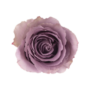 ROSE, 50CM LAVENDER, GREY KNIGHTS