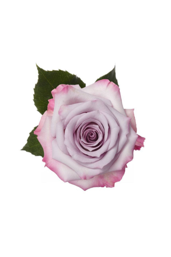 ROSE, 50CM LAVENDER, PURPLE HAZE
