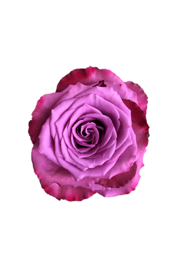 ROSE, 50CM LAVENDER, PIACERE