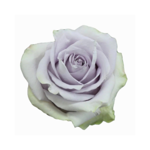 ROSE, 50CM LAVENDER, SILVERY LIGHT