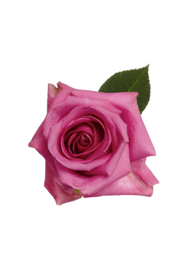 ROSE, 50CM LAVENDER, SOULMATE