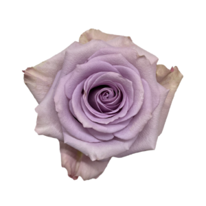 ROSE, 50CM LAVENDER, STAR PLATINUM